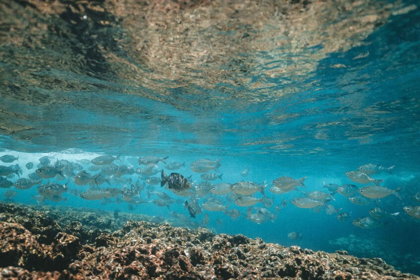 Picture 5 for Activity Bohol: Dolphin and Sea Turtle Watching Island Hopping Tour