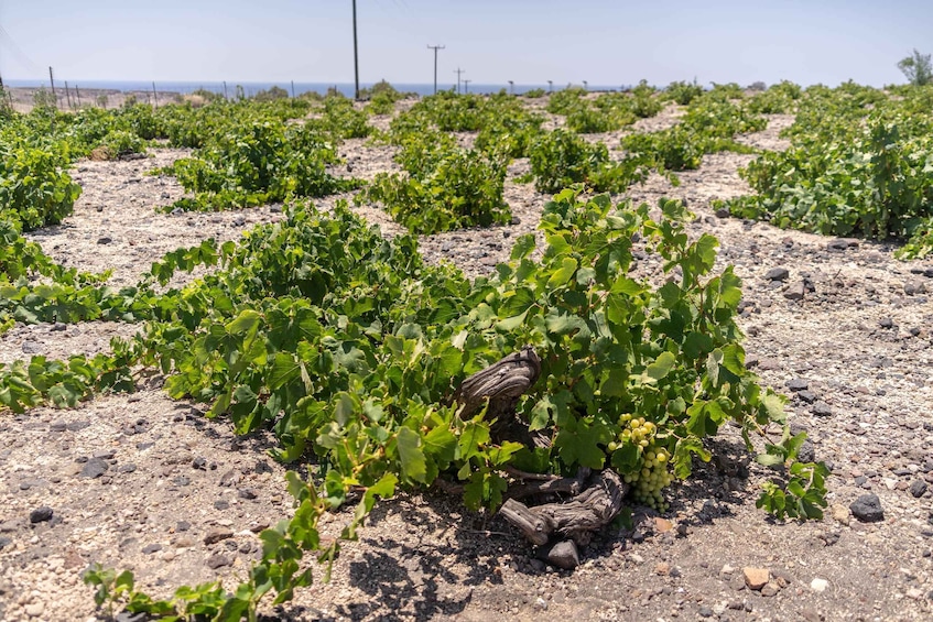 Picture 4 for Activity Santorini: Three Wineries and One Brewery Tour with Tastings