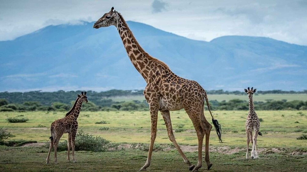 Picture 14 for Activity Arusha: Lake Manyara National Park Day Trip with Lunch