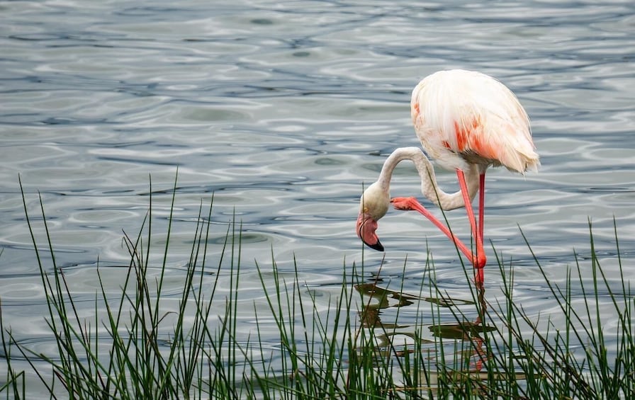 Picture 9 for Activity Arusha: Lake Manyara National Park Day Trip with Lunch