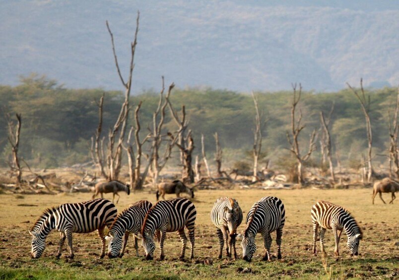 Picture 3 for Activity Arusha: Lake Manyara National Park Day Trip with Lunch