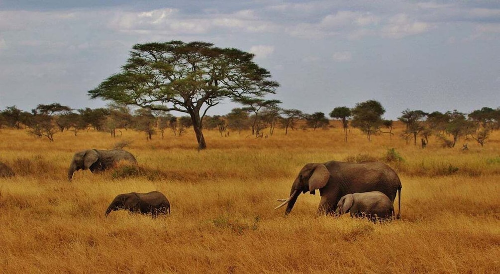 Picture 6 for Activity Arusha: Lake Manyara National Park Day Trip with Lunch