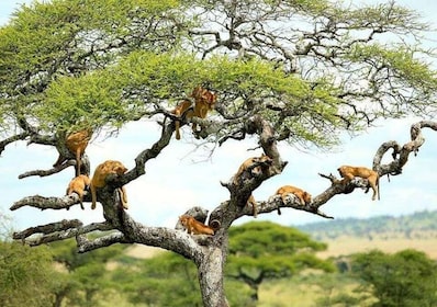 Arusha: excursion d'une journée au parc national du lac Manyara avec déjeun...