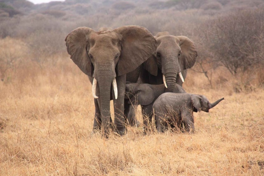 Picture 17 for Activity Arusha: Lake Manyara National Park Day Trip with Lunch