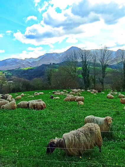Exclusive Basque countryside