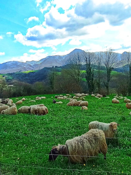 Exclusive Basque countryside