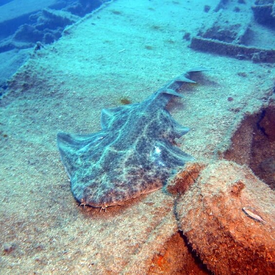 Picture 2 for Activity Gran Canaria: Morning Scuba Dive