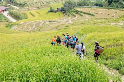 Desde Hanoi: tour de 2 días en casa de familia étnica de Sa Pa con senderis...