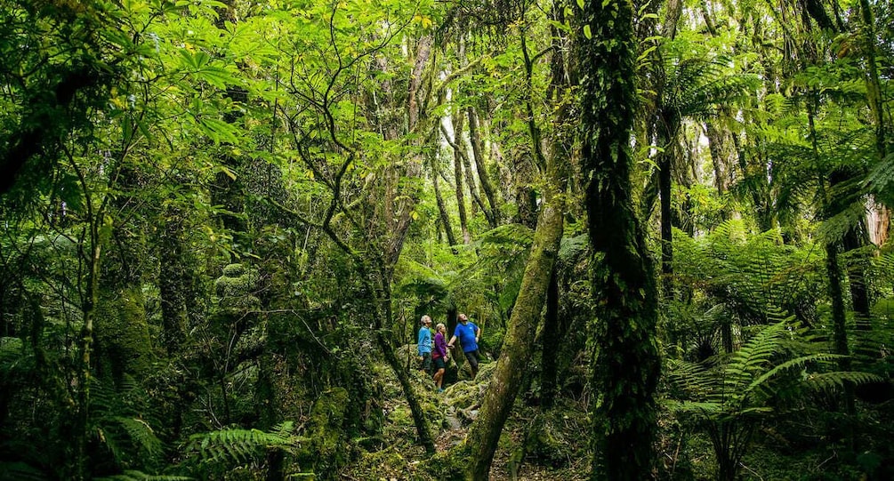 Picture 1 for Activity Fox Glacier: Half Day Walking & Nature Tour with Local Guide