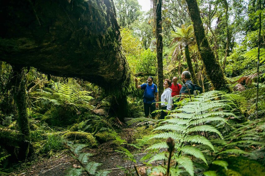 Picture 6 for Activity Fox Glacier: Half Day Walking & Nature Tour with Local Guide