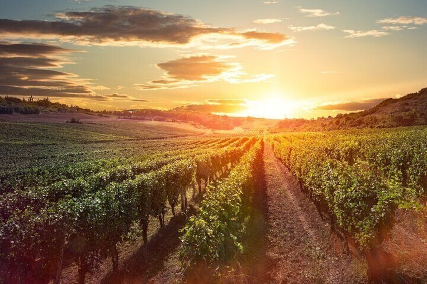 Vineyard walks at sunset in wine country 