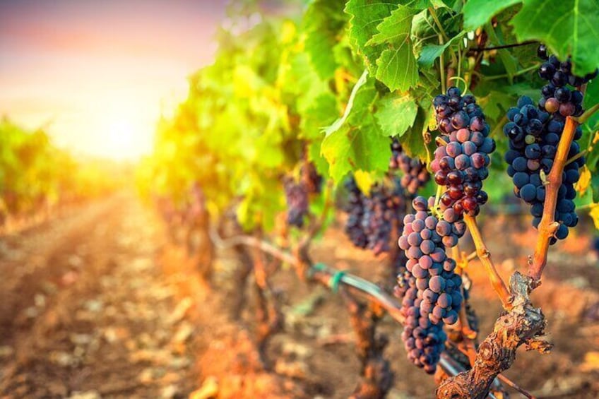 Grapes on the vine at sunset