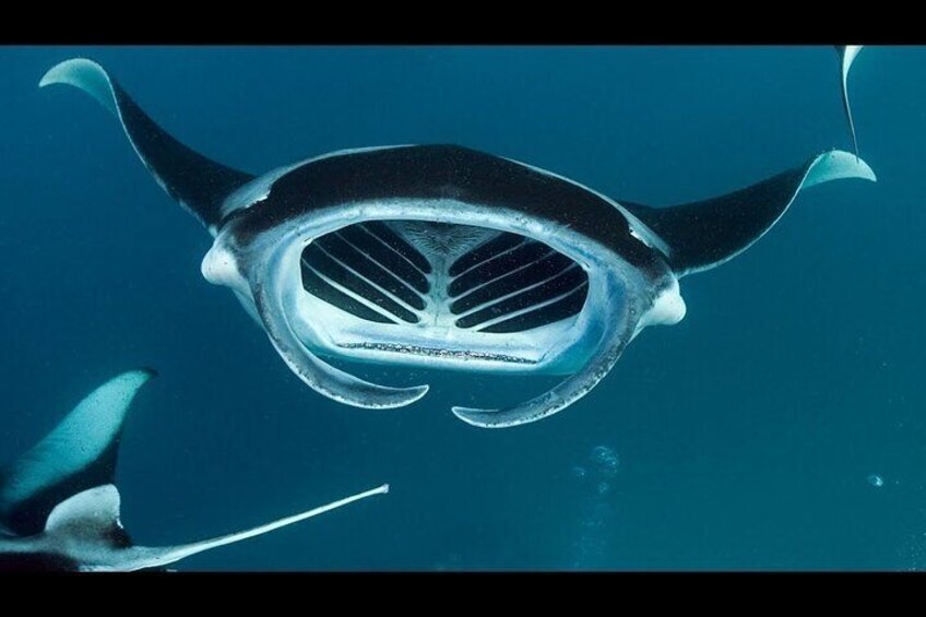 Kona Manta Ray Snorkel Tour, 14 Guest Max! No Massive Crowds on this boat