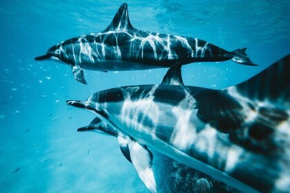Walton Beach 3 Hours Dolphin and Snorkeling Tour