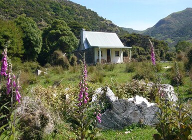 Akaroa: 24-hour Overnight Pohatu Penguin Package