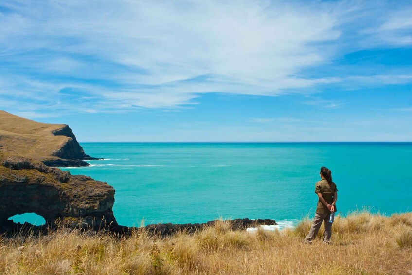 Picture 1 for Activity Akaroa: 24-hour Overnight Pohatu Penguin Package