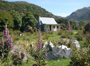 Akaroa: 24-hour Overnight Pohatu Penguin Package