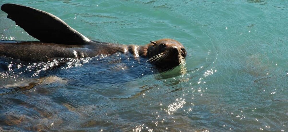 Picture 4 for Activity Akaroa: 24-hour Overnight Pohatu Penguin Package