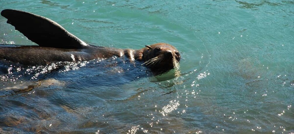 Picture 4 for Activity Akaroa: 24-hour Overnight Pohatu Penguin Package