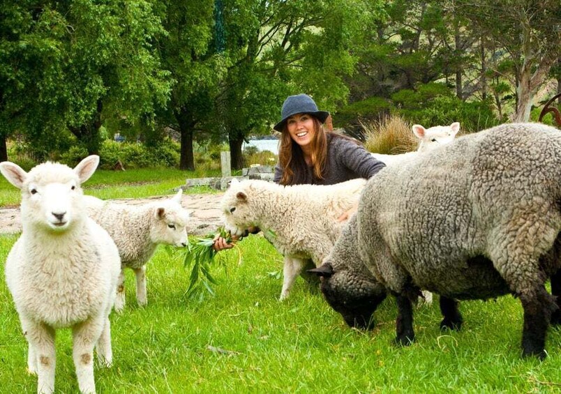 Picture 3 for Activity Akaroa: 24-hour Overnight Pohatu Penguin Package