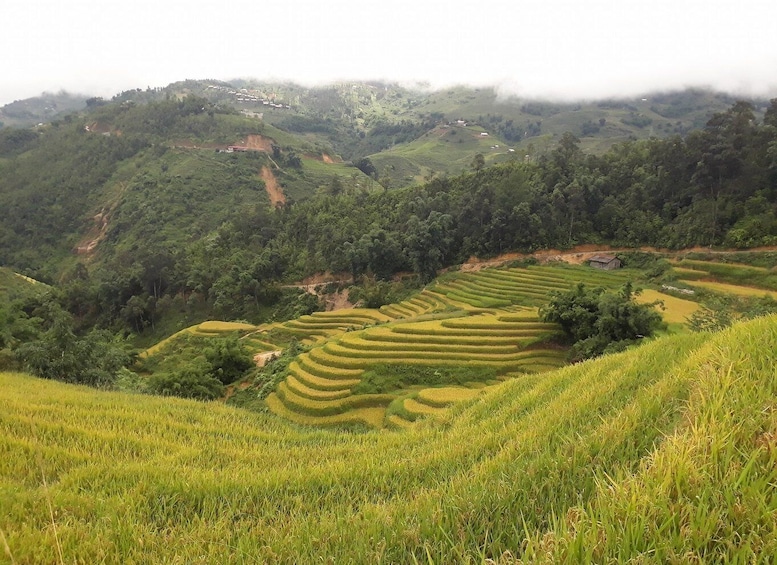 Picture 5 for Activity Sa Pa: Muong Hoa Valley Trek and Local Ethnic Villages Tour