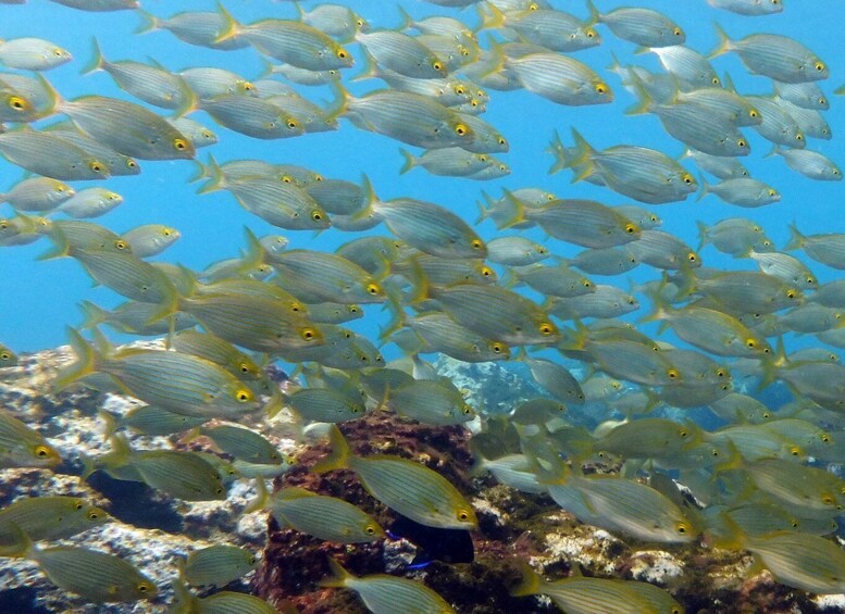 Picture 4 for Activity La Palma: SSI Try Scuba Program