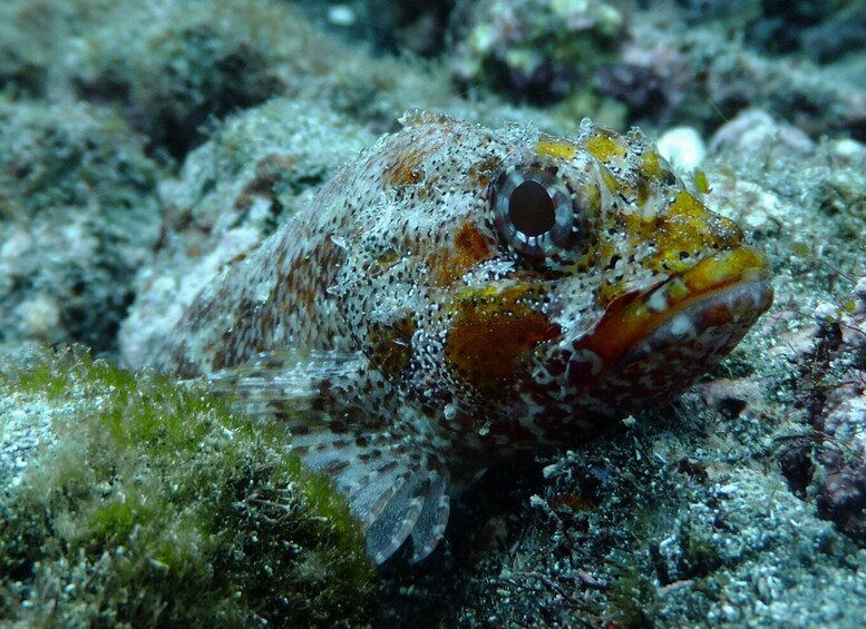 Picture 1 for Activity La Palma: SSI Try Scuba Program