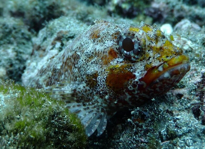 Picture 1 for Activity La Palma: SSI Try Scuba Program