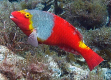 La Palma: SSI Try Scuba Programme