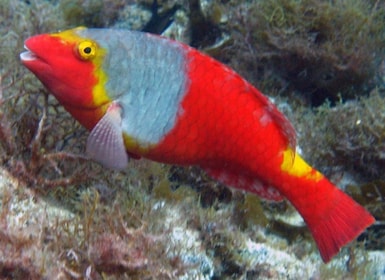 La Palma: SSI Try Scuba Programme