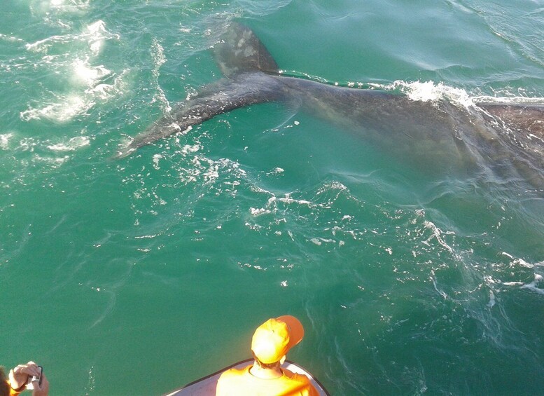 Picture 2 for Activity Hermanus: Boat Based Whale Watching Experience