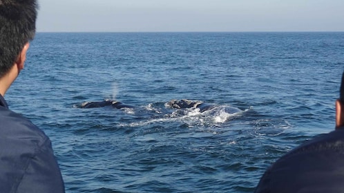 Hermanus: Boat Based Whale Watching Experience