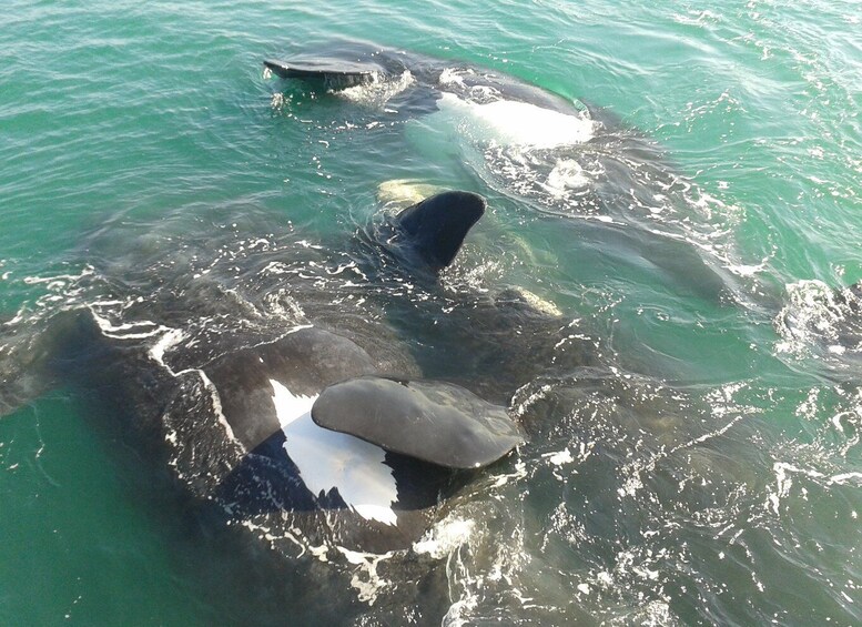 Picture 3 for Activity Hermanus: Boat Based Whale Watching Experience