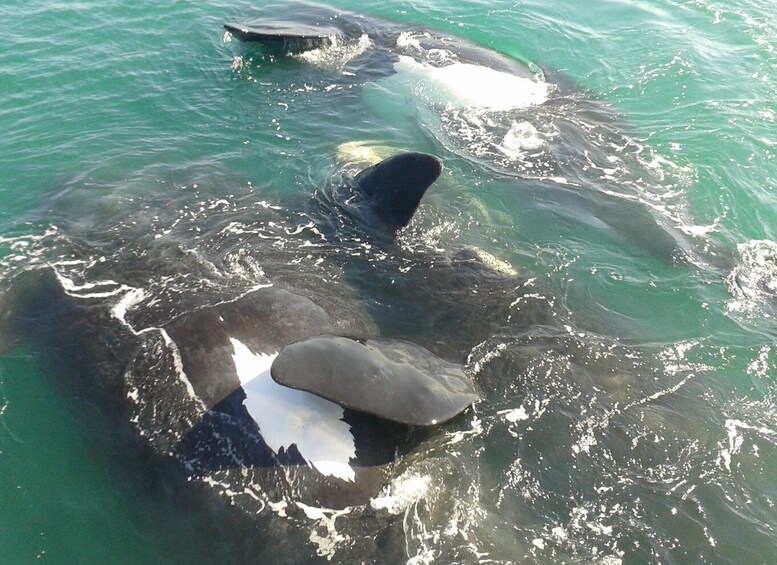 Picture 3 for Activity Hermanus: Boat Based Whale Watching Experience