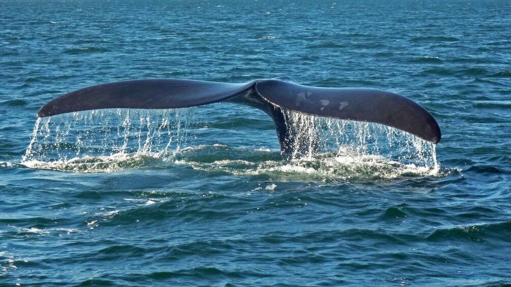 Picture 4 for Activity Hermanus: Boat Based Whale Watching Experience