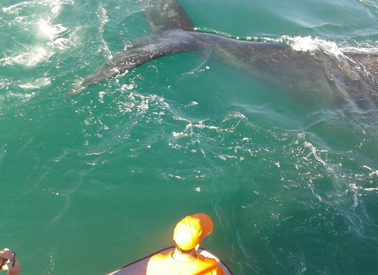 Picture 2 for Activity Hermanus: Boat Based Whale Watching Experience