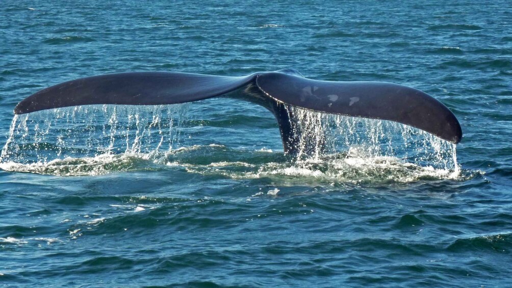 Picture 5 for Activity Hermanus: Boat Based Whale Watching Experience