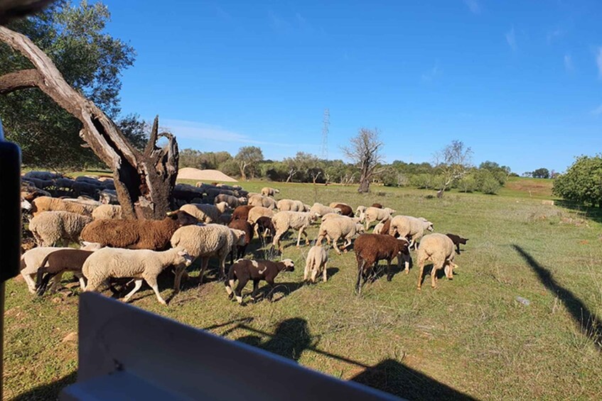 Picture 22 for Activity Albufeira: Safari Excursion in the Algarve Mountains