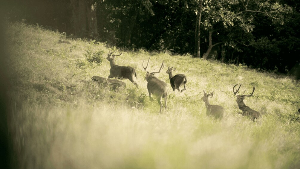 Picture 2 for Activity Mauritius: Bel Ombre Nature Reserve Buggy Ride