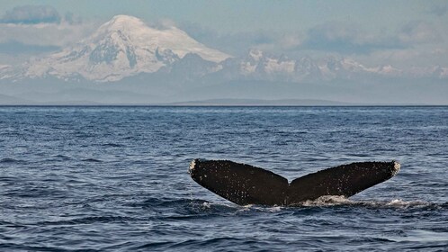 Victoria: Whale and Wildlife Semi-Covered Boating Tour