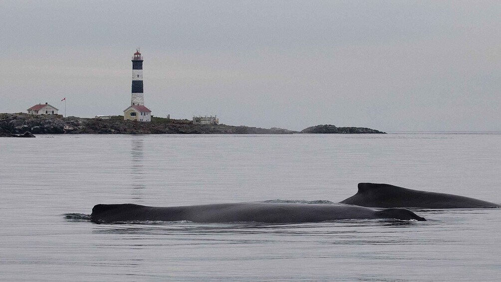 Picture 10 for Activity Victoria: Whale and Wildlife Semi-Covered Boating Tour