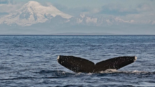 Victoria: Whale and Wildlife Semi-Covered Boating Tour
