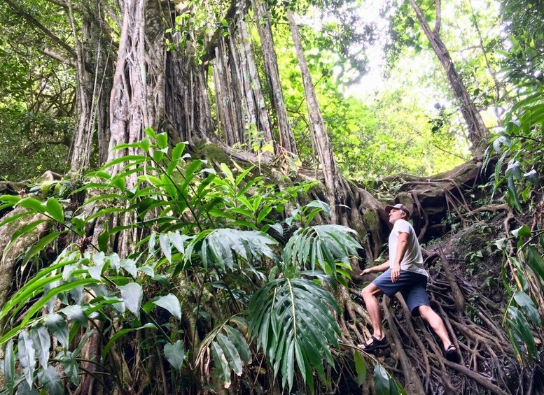Picture 2 for Activity Maui: Jungle and Waterfall Hiking Adventure