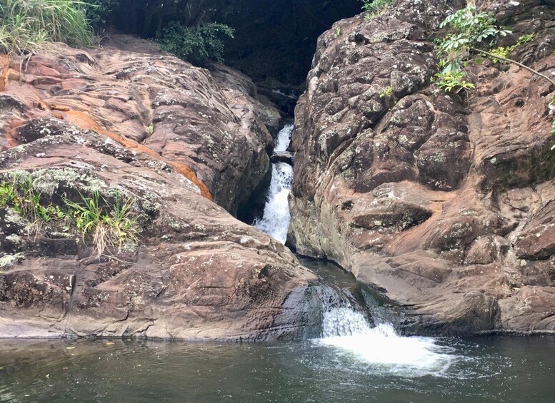 Picture 6 for Activity Maui: Jungle and Waterfall Hiking Adventure