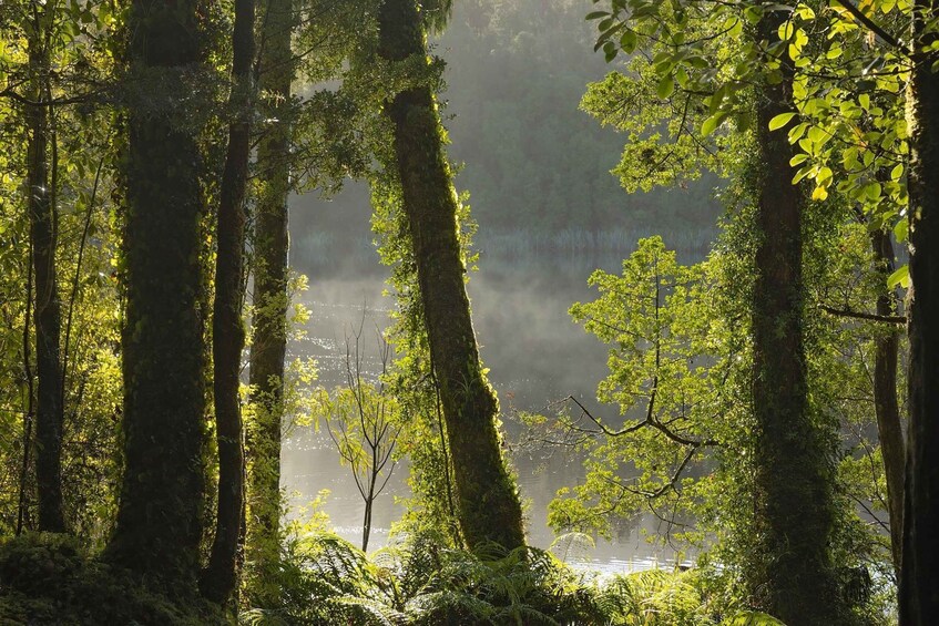 Picture 13 for Activity Franz Josef: Half-Day Nature Tour to Lake Matheson