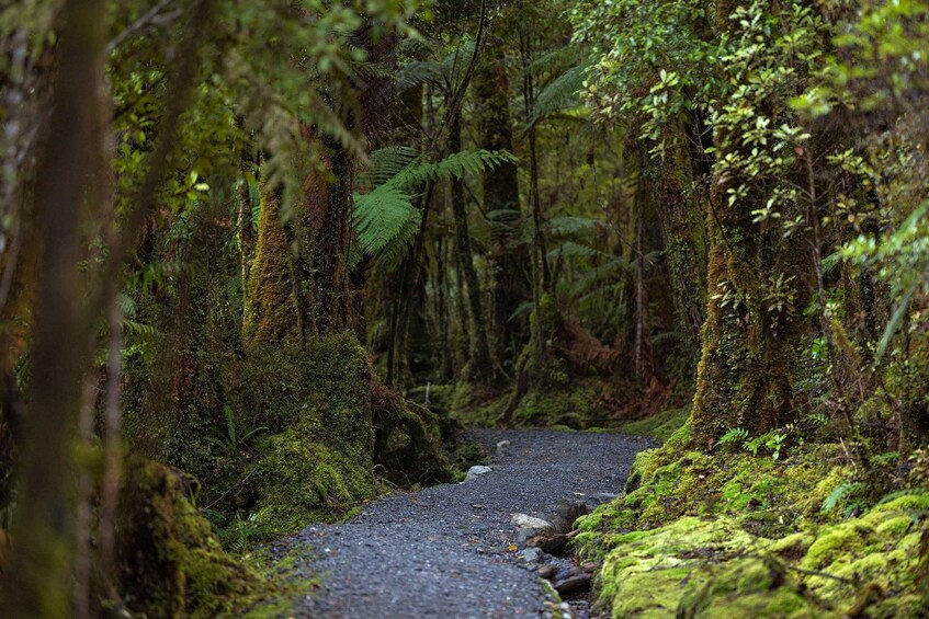 Picture 14 for Activity Franz Josef: Half-Day Nature Tour to Lake Matheson