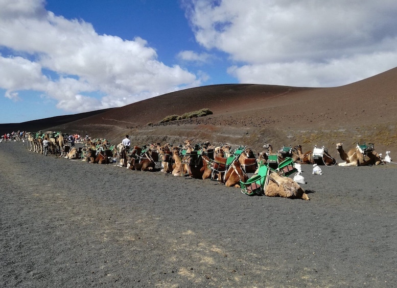 Picture 3 for Activity Lanzarote: 5-Hour Timanfaya National Park Southern Tour