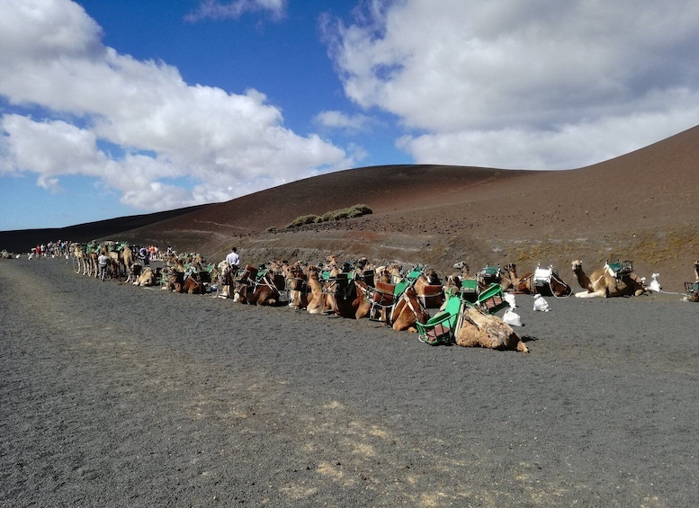 Picture 3 for Activity Lanzarote: 5-Hour Timanfaya National Park Southern Tour