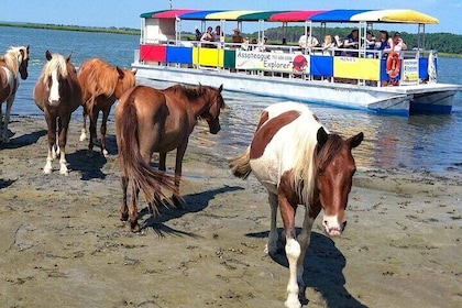 Wild Pony Watching Boat Tour from Chincoteague to Assateague