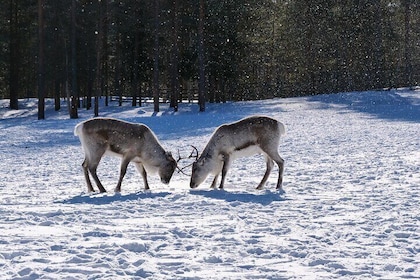 Discover Inari: Reindeer Farm, Siida Museum & Open Fire Lunch